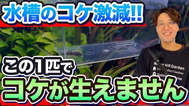 水槽のコケ対策におすすめな熱帯魚5選 のサムネイル