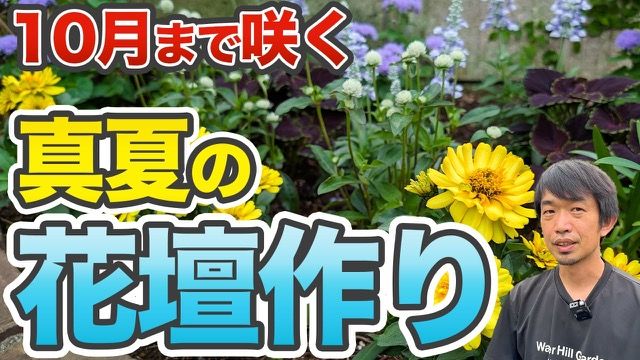暑さに強い花壇づくりのコツ のサムネイル