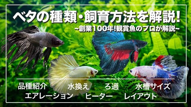 プロ御用達のベタの飼育用品5選 のサムネイル