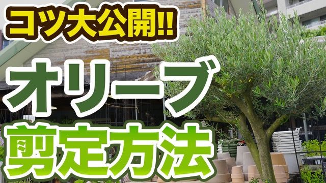 オリーブの正しい管理方法 のサムネイル