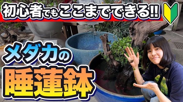 睡蓮鉢を簡単に作る方法 のサムネイル