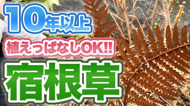 丈夫で美しい宿根草6種 のサムネイル